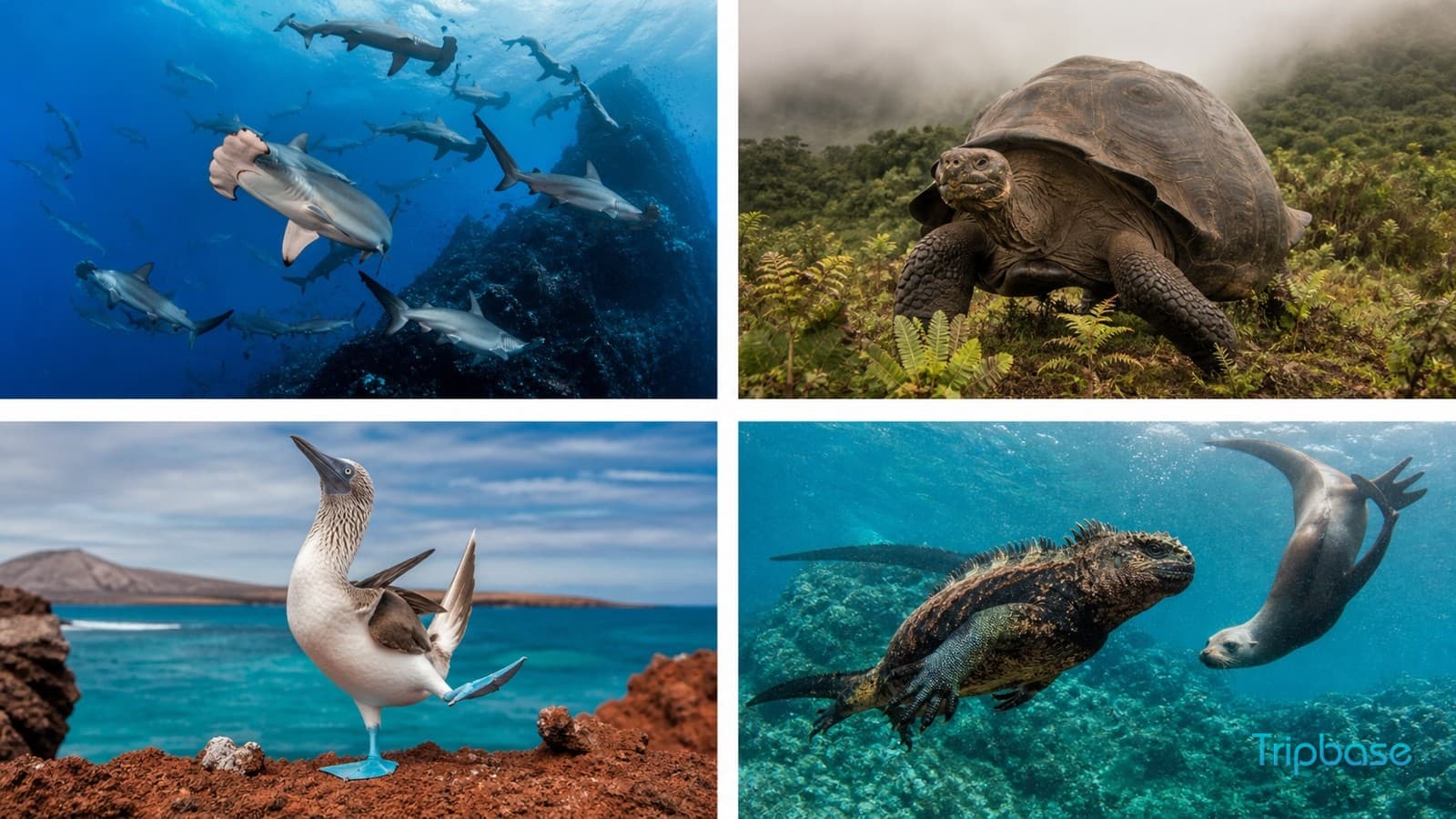 Galapagos Islands