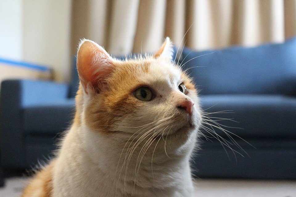 An orange tabby cat, similar to Stubbs who served as honorary mayor of Talkeetna, Alaska from 1997 until his death in 2017 at approximately 20 years old