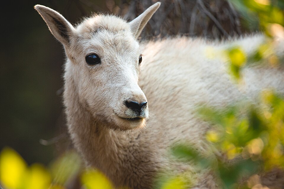 A goat standing outdoors, the kind of pragmatic temperament that has made goats surprisingly successful political figures in small American towns