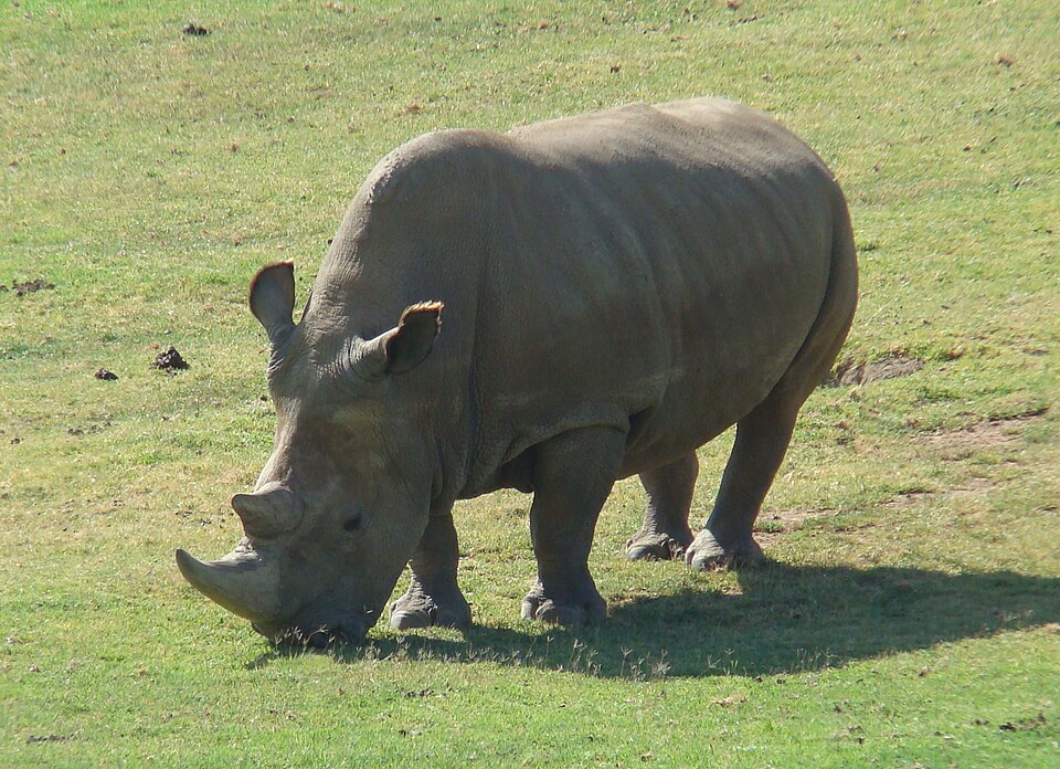 A white rhinoceros, similar to Cacareco, who received 100,000 protest votes in the 1958 São Paulo city council election and became a symbol of political dissatisfaction