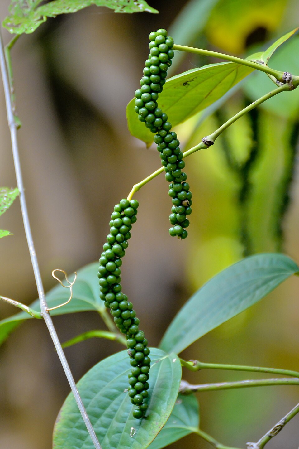 Black pepper on the plant in Kerala, India - the spice whose trade route Portugal pursued with warships and cannon