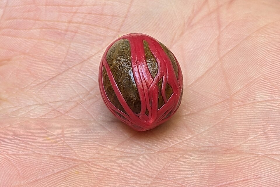 Nutmeg fruits at a spice market - the Banda Islands variety of this fruit was considered worth more than gold in 17th century Europe