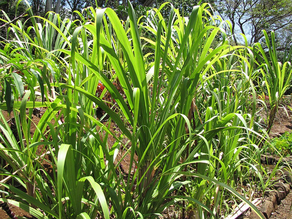 Sugarcane plants growing in a tropical field - the crop that shaped the Atlantic world through centuries of colonial violence