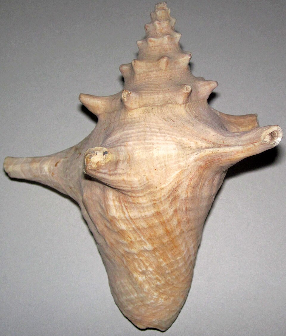 Queen conch shell on a Caribbean beach - beautiful, protected under international law, and not yours to take home