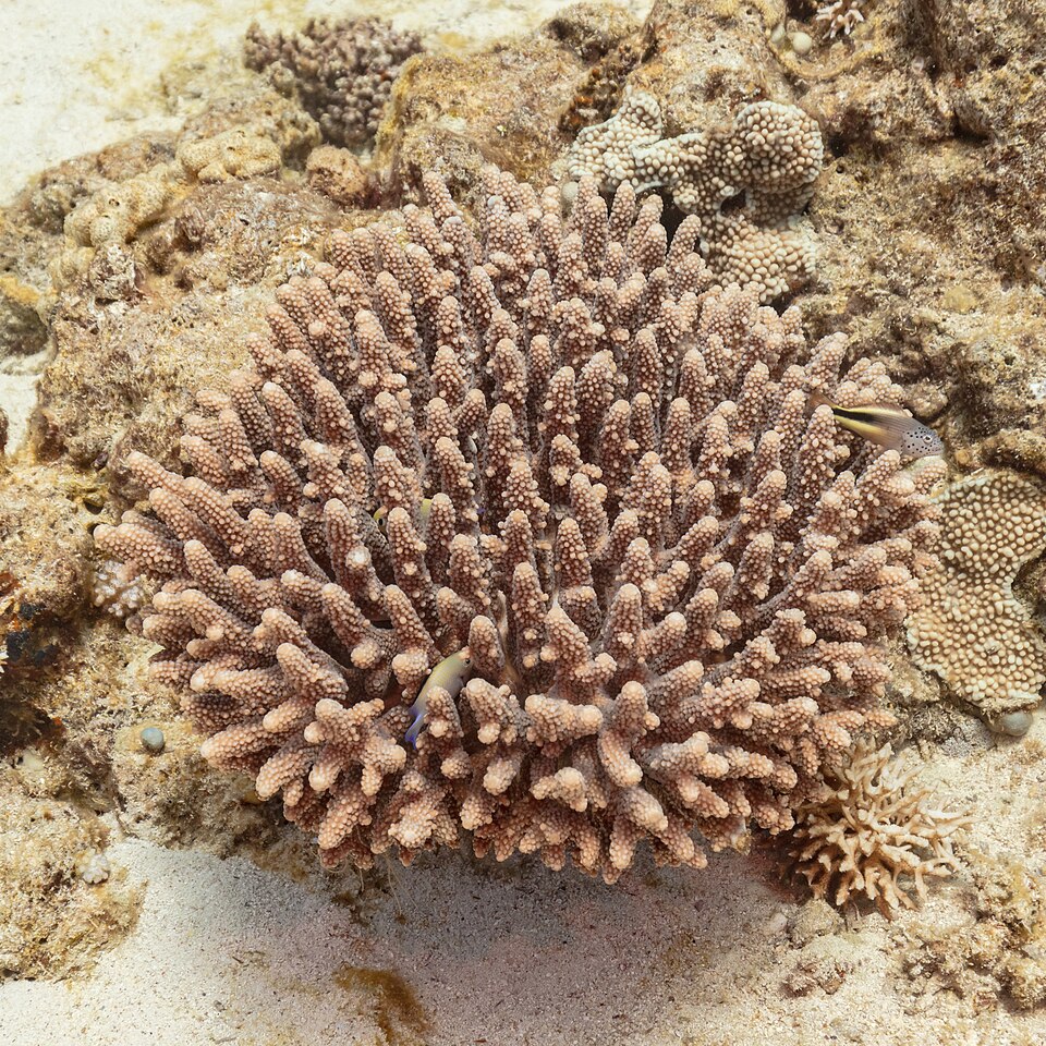 Vibrant coral reef in clear tropical waters - stunning to look at, illegal to remove in nearly every jurisdiction worldwide