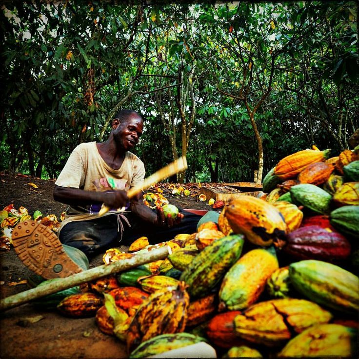 Ripe cacao pods on a tree, each containing seeds that will eventually become something you pay eighteen dollars for at a weekend market.