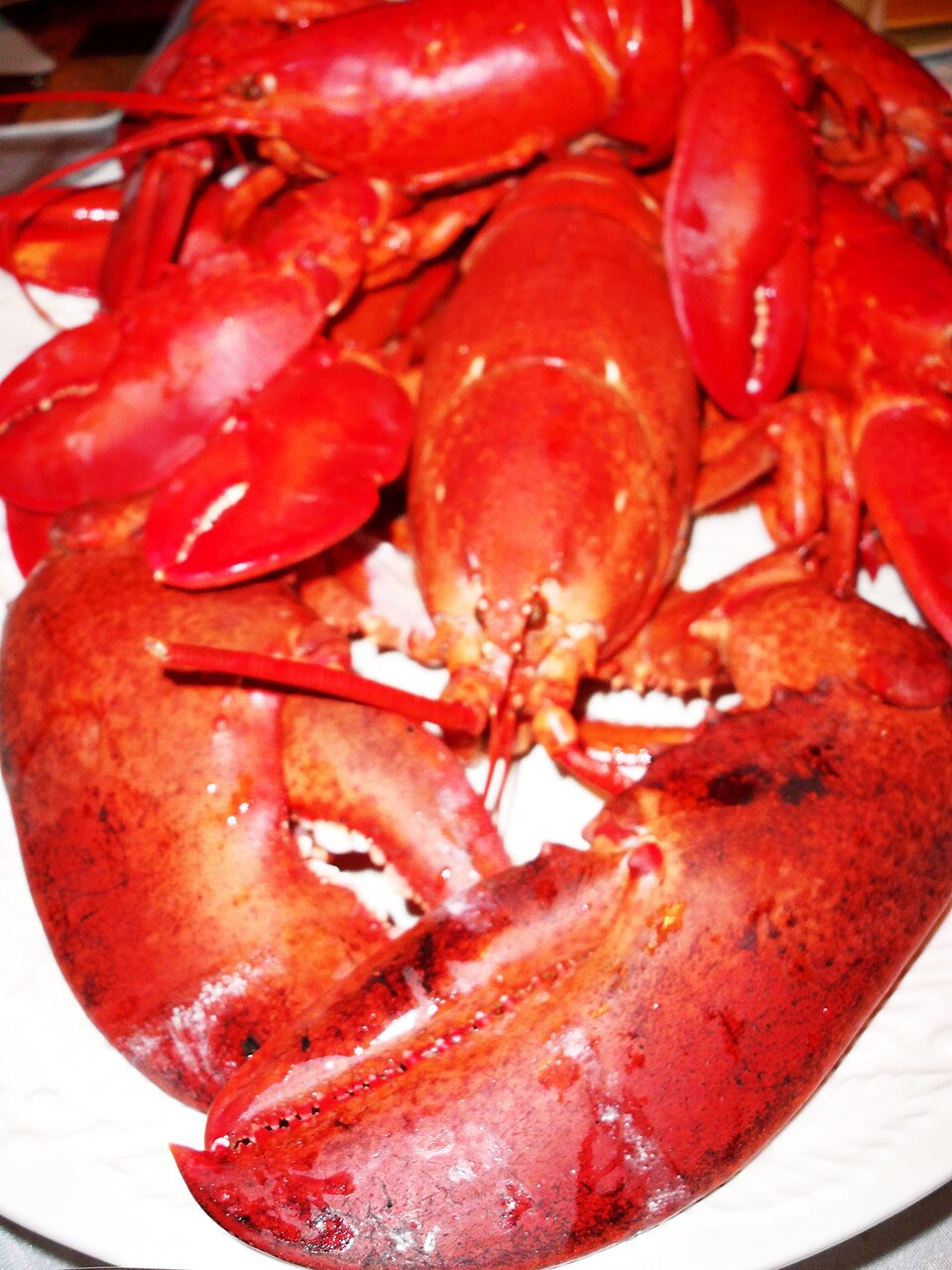 Fresh-caught lobsters at a New England dock, claws banded, destined for restaurant menus at prices their 19th-century ancestors would find mortifying.