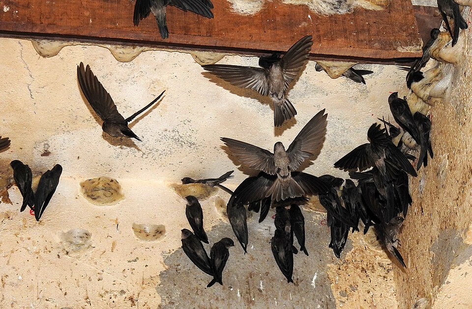 A bowl of edible birds nest soup made from swiftlet nests
