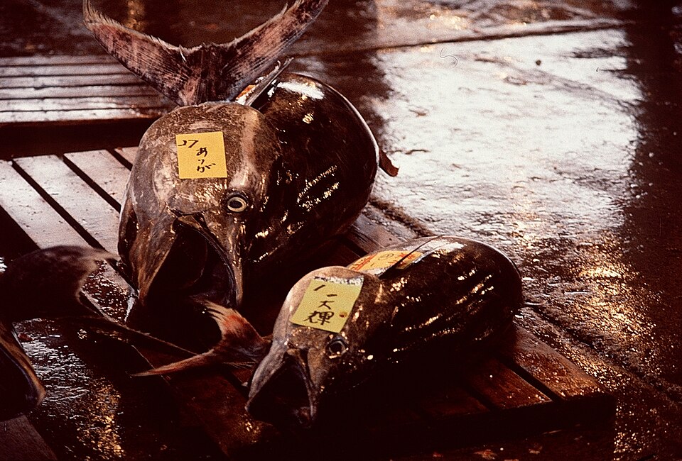 Bluefin tuna laid out at a Japanese fish market auction