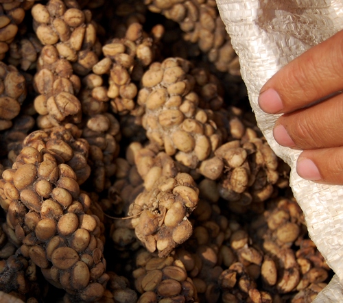 Kopi luwak coffee beans, produced via the Asian palm civet