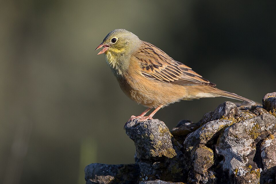 An ortolan bunting, a small European songbird, perched on a branch