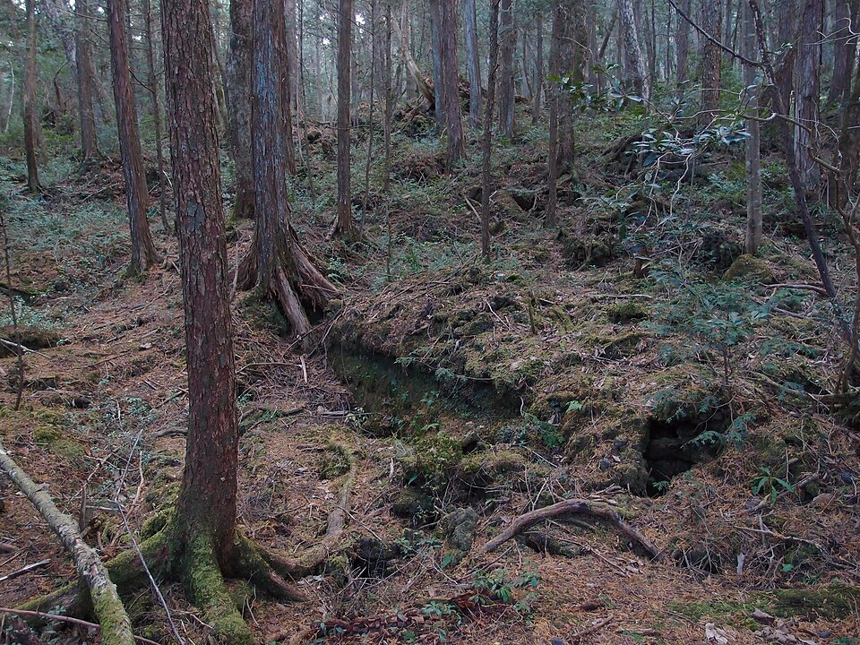 Dense forest of Aokigahara, Japan, with twisted trees and thick undergrowth creating a dark, atmospheric canopy
