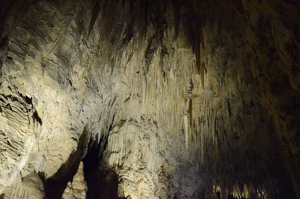 The interior of Waitomo Caves in New Zealand showing stalactite formations in the limestone cave system