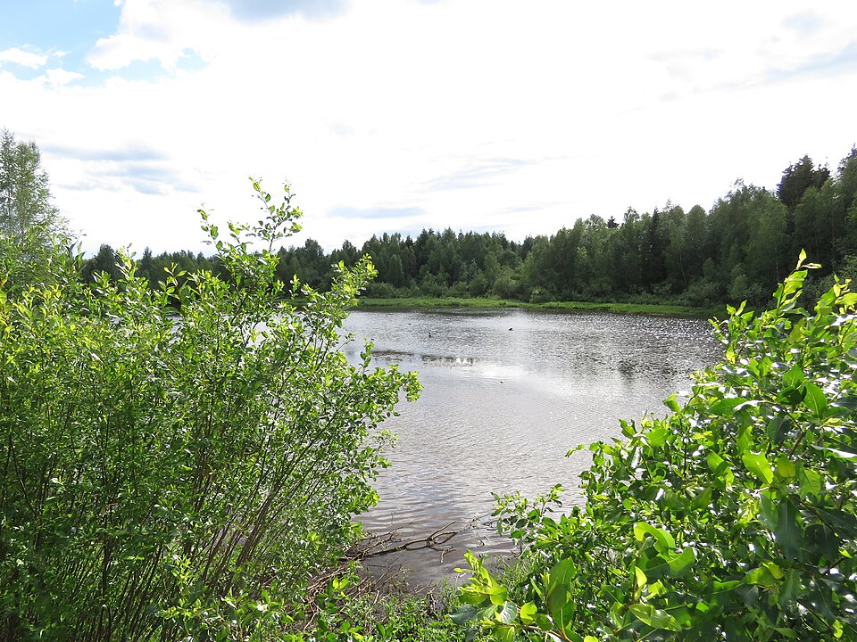 Green summer forest and still water on a bright Lapland day near Rovaniemi in northern Finland