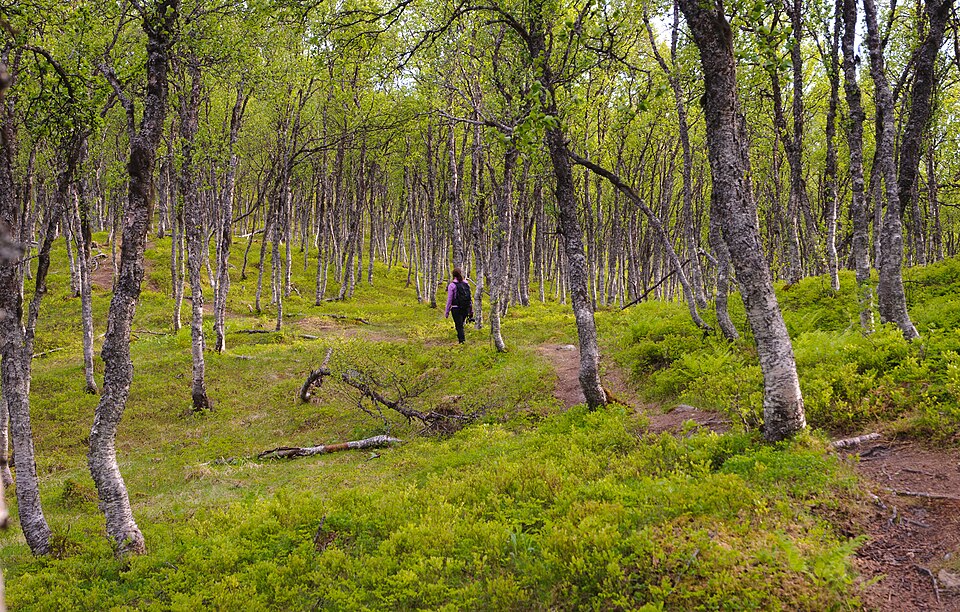 A hiker on a trail through a green summer birch forest near Tromso in Arctic Norway