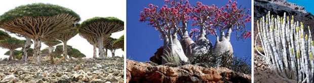 Socotra Island