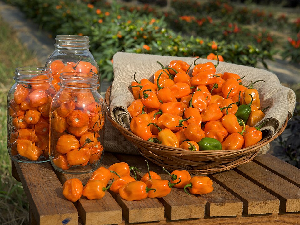 A Capsicum chinense pepper plant, the species that produced the Carolina Reaper, Pepper X, and the Trinidad Scorpion