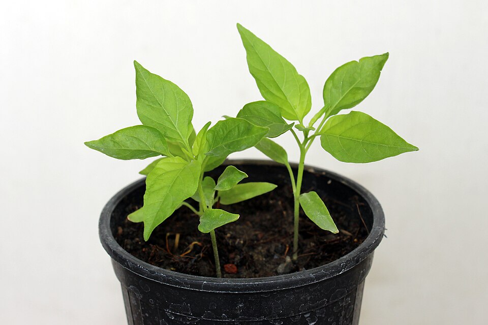 A Carolina Reaper pepper, which held the Guinness World Record for hottest chili from 2013 to 2023