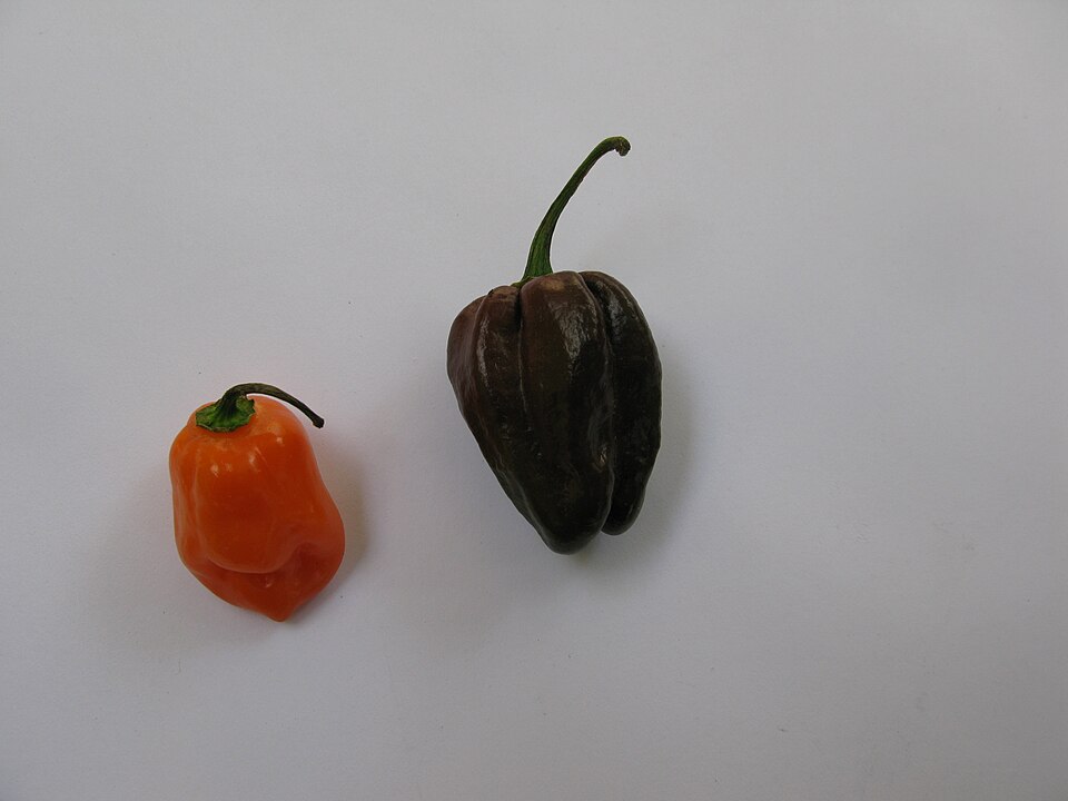 A habanero pepper, a comparatively mild relative of Pepper X and the Carolina Reaper from the same Capsicum chinense family