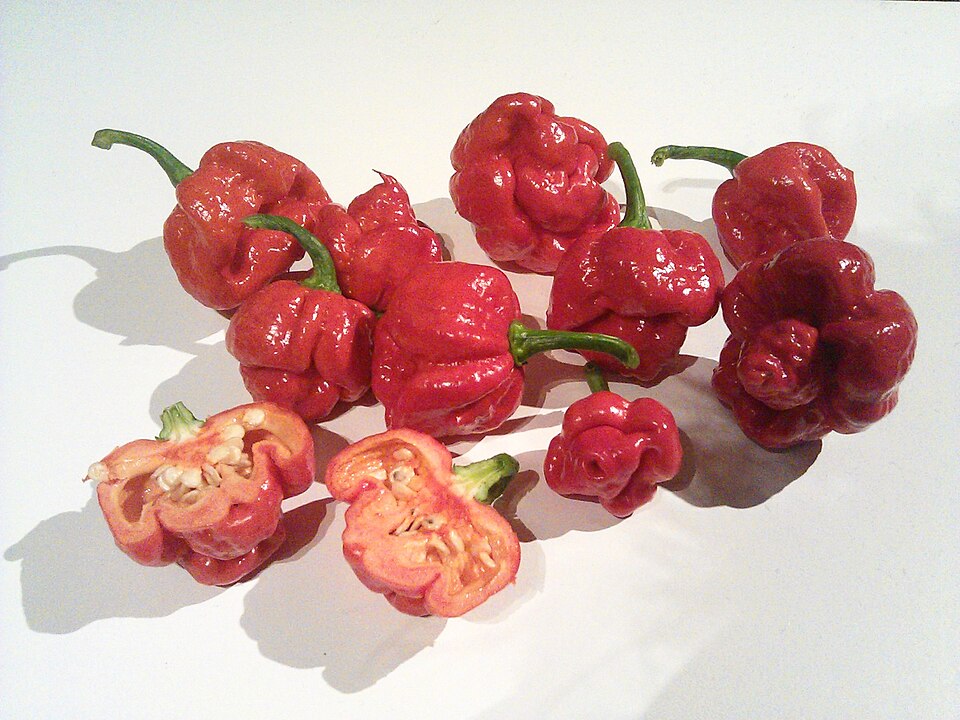 A Trinidad Moruga Scorpion pepper, named for its wrinkled, stinger-tipped shape