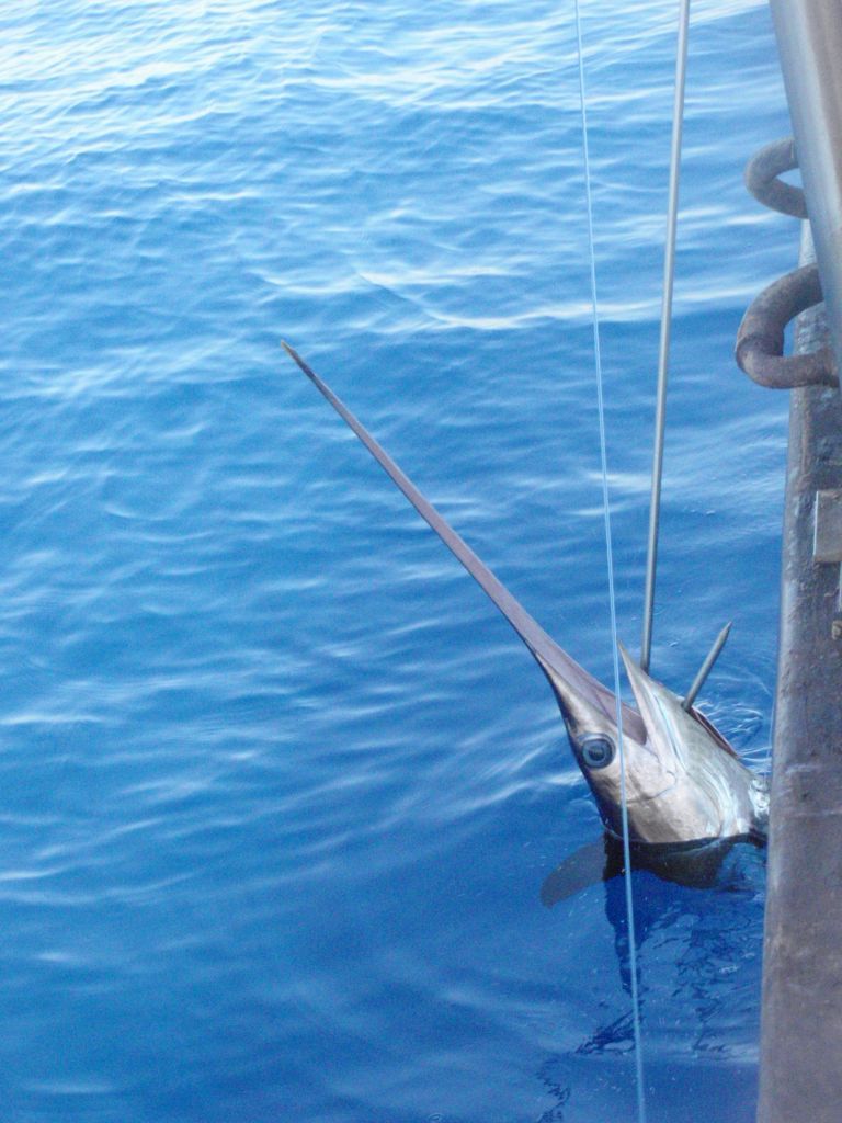 A swordfish, Xiphias gladius, whose large eye can reach the size of a softball - explaining the mysterious giant eyeball found on a Florida beach in 2012