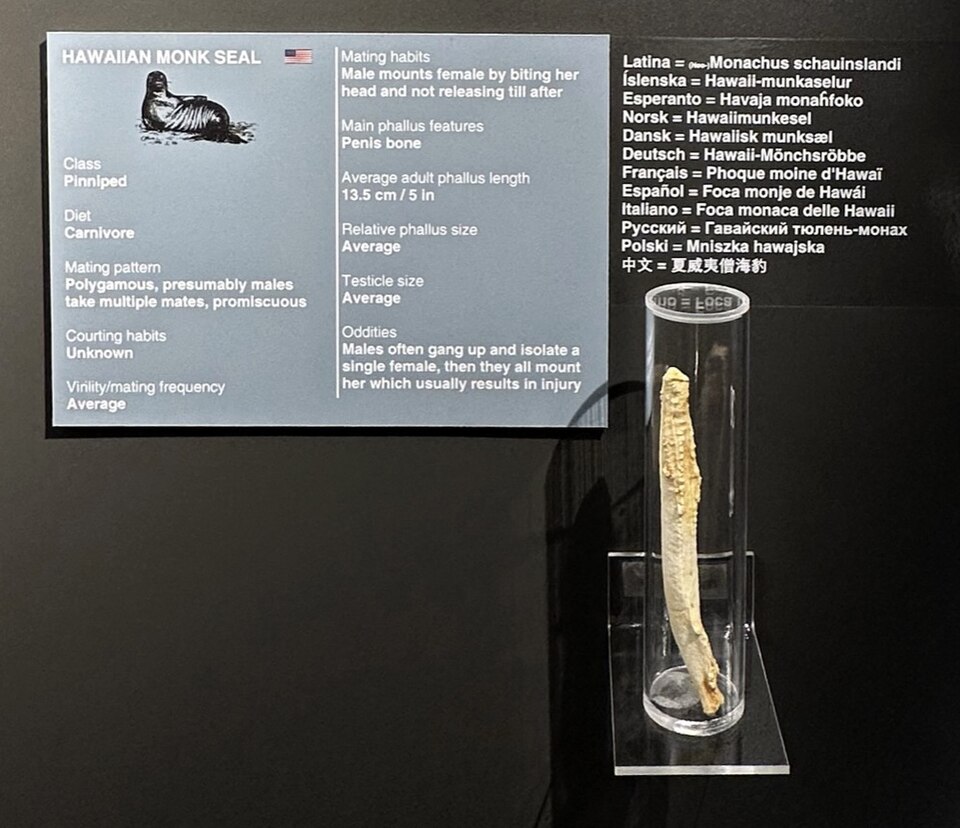 A specimen at the Icelandic Phallological Museum in Reykjavik, one of the world's most unusual natural history collections