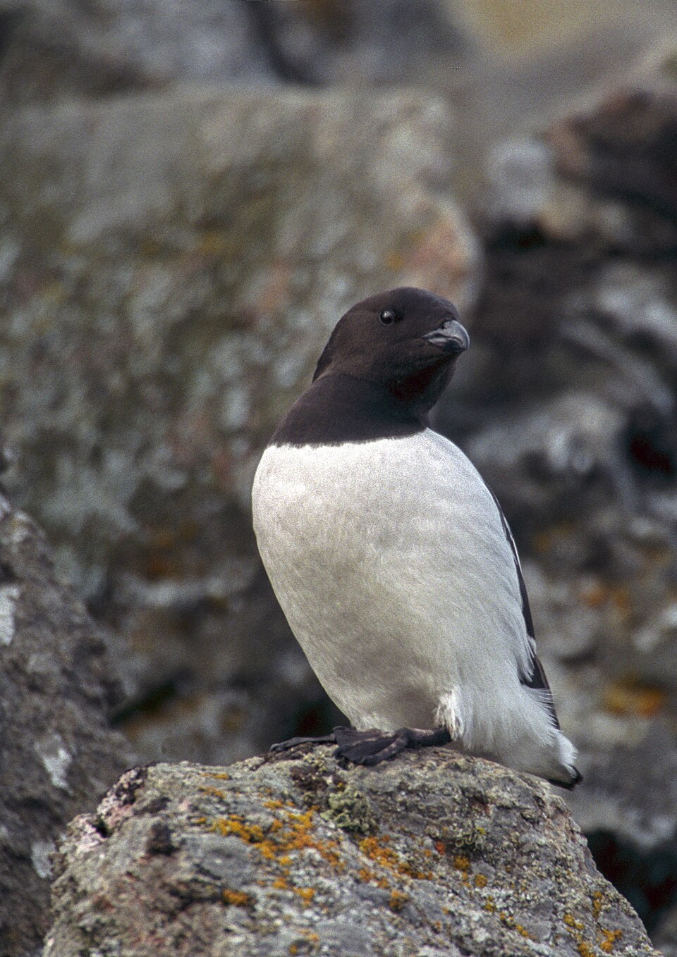 Little auk seabird in flight, the Arctic bird species traditionally used in Inuit kiviak preparation