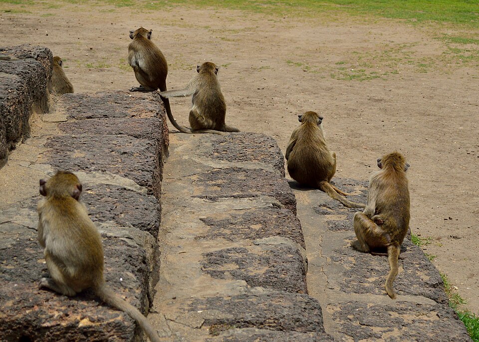 Long-tailed macaques crowding around elaborate fruit offerings at the Lopburi Monkey Banquet festival in central Thailand