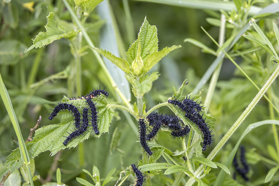 A patch of green stinging nettle plants with their distinctive serrated leaves, the ingredient at the centre of the World Nettle Eating Championship in Dorset
