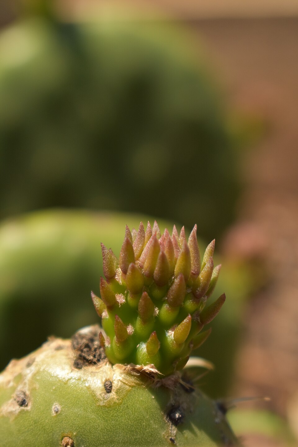 Nopal cactus pads, the flat green paddles of prickly pear cactus used in Mexican spa treatments