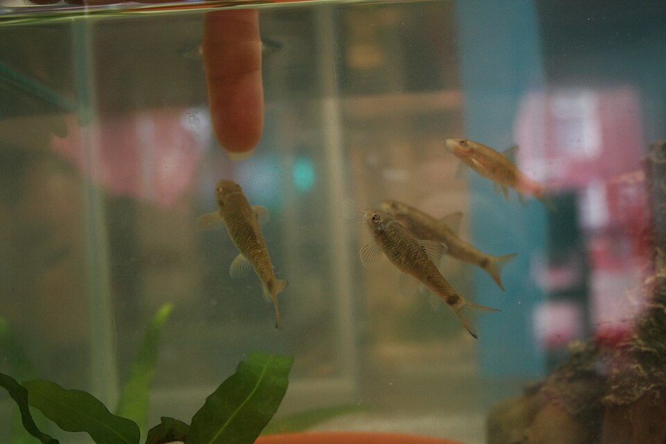 Garra rufa fish clustered around a person's feet in a spa pedicure tank