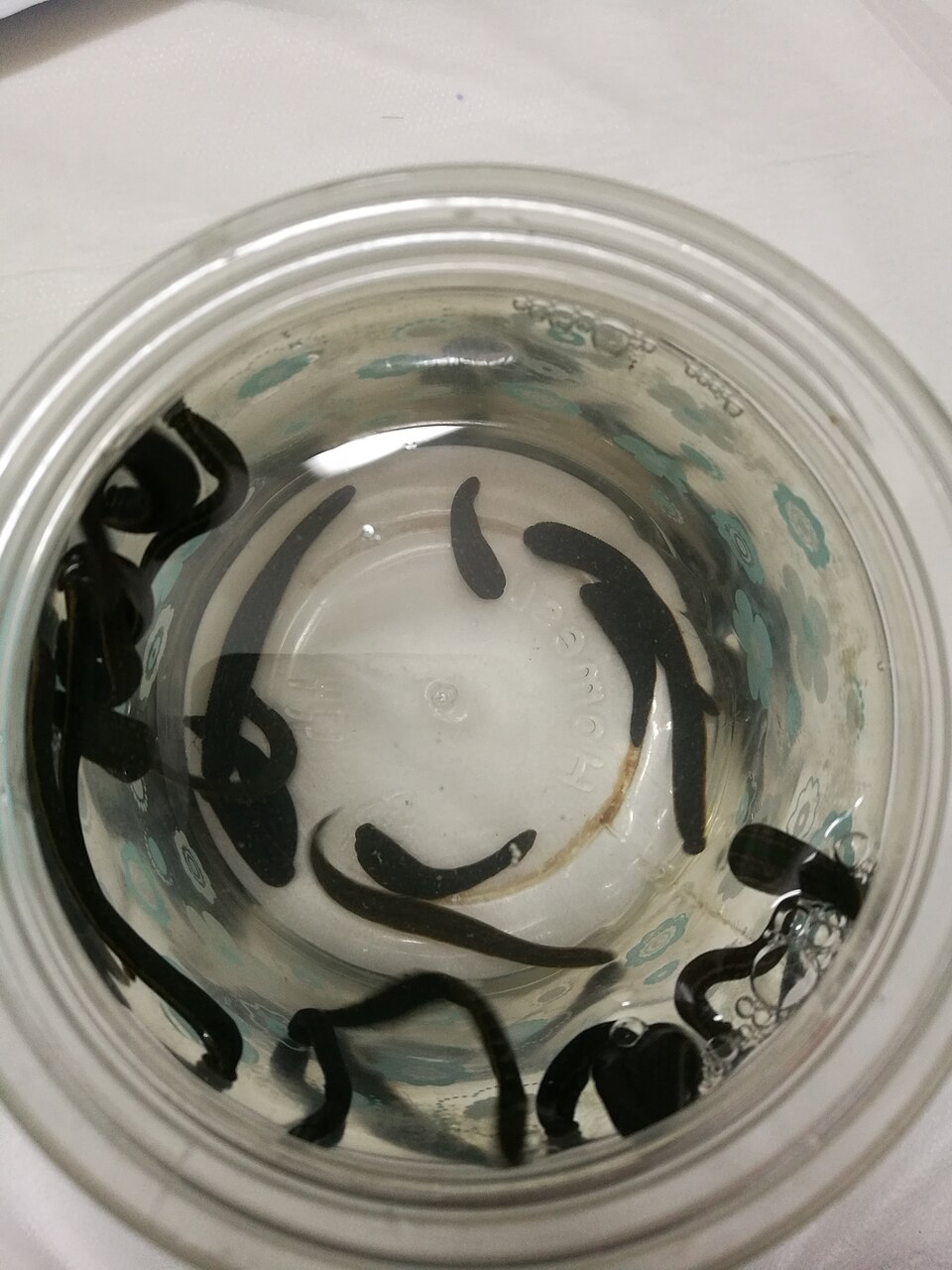 Hirudo medicinalis, the medicinal leech, attached and feeding, as used in leech therapy treatments
