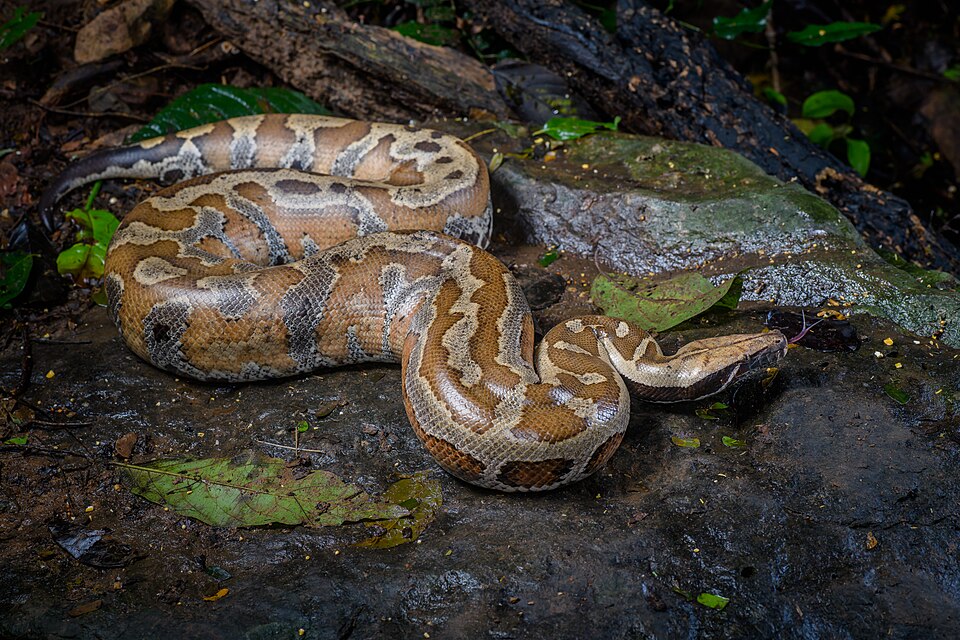 A large python resting in a coiled position, the type used in snake massage treatments at various wellness centers
