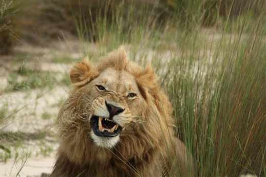 Post image for 10 BIG CATS and Where to Spot them