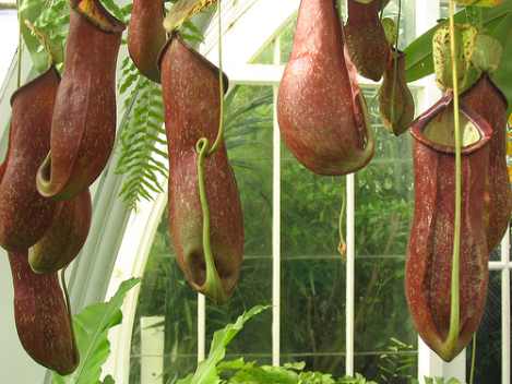 Post image for 12 of the World’s Most Gigantic Plants