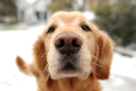 Post image for 25 Reasons to Travel with Your Furry Friend