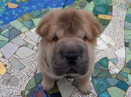 Fuzz (450 x 333) Fuzz (450 x 333)