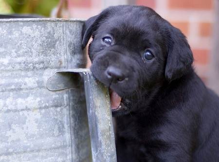 Chew (450 x 333) Chew (450 x 333)