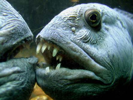 Post image for 6 Most Unusual Sea Creatures in the World