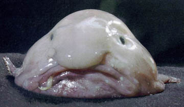 Blob Fish Small