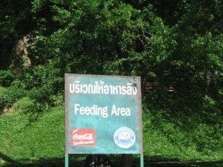 Feeding Area Thailand