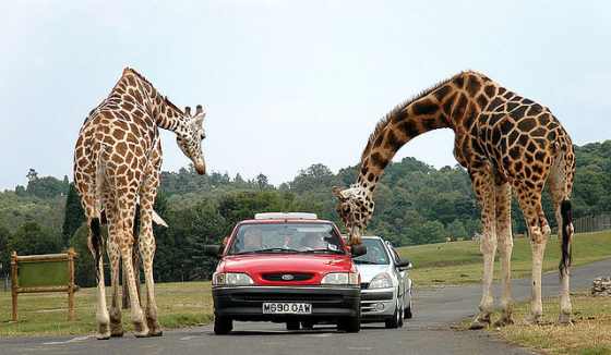 Post image for 8 Budget Safaris Every Parent Should Know About
