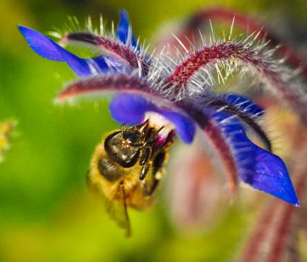 starflower