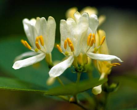 honeysuckle