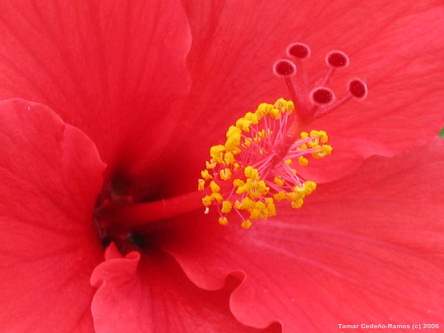 Hibiscus