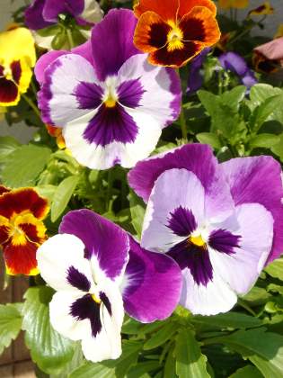 pansy
