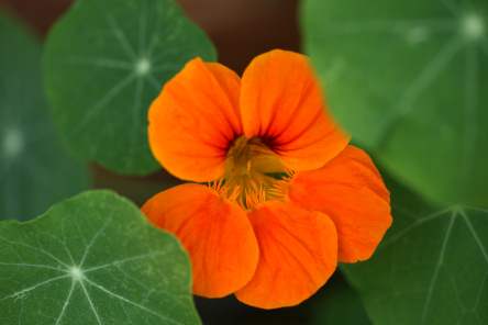Nasturtium
