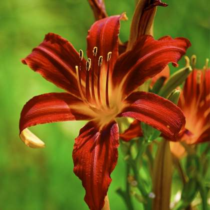 Daylily (420 x 420)