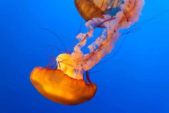Post image for Bioluminescence: 9 Incredible Glowing Sea Creatures