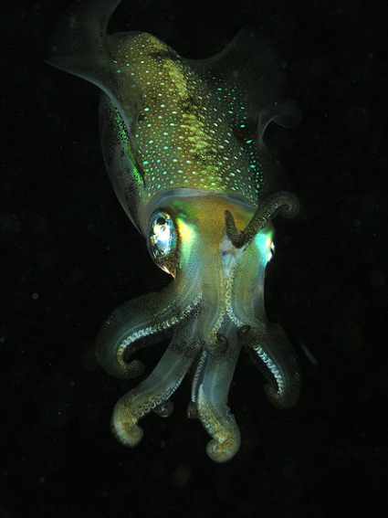 450px-Squid_komodo